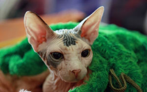 look, pets, cats, pets, sphinx, cat