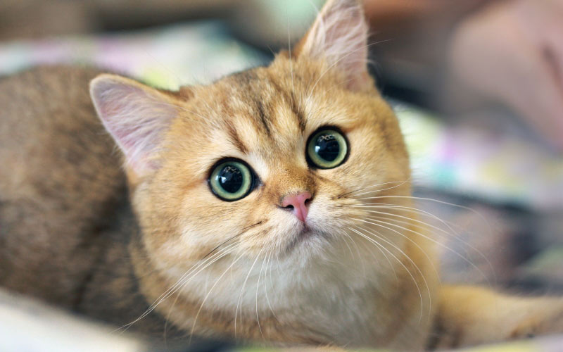 look, pets, animals, cats, pets, cat