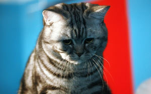 cats, pet, animals, striped, mustache, cat