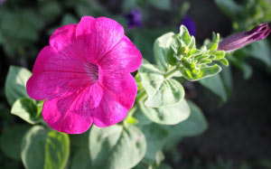 July, summer, petunia, morning, flowers, nature