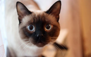 look, home, animals, cats, pet, mustache, animal