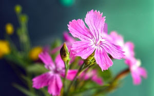 carnation, summer, flowers, nature