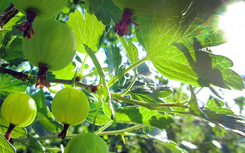 Gooseberry, summer, garden, harvest, berries, nature, sun