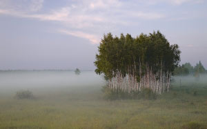 landscape, forest, field, nature, fog, trees, birch