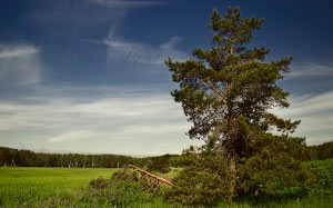 landscape, forest, field, nature, trees, road