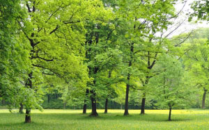 nature, trees, woods, landscape, park, countryside, green