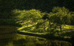 park, nature, landscape, sunlight, forest, trees