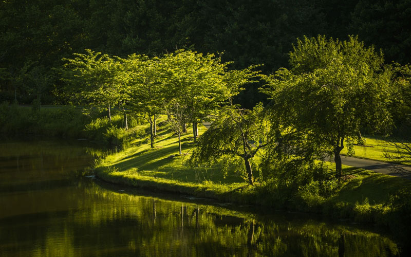 park, nature, landscape, sunlight, forest, trees