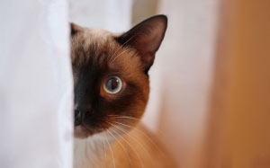 cat, pet portrait, siamese, animals