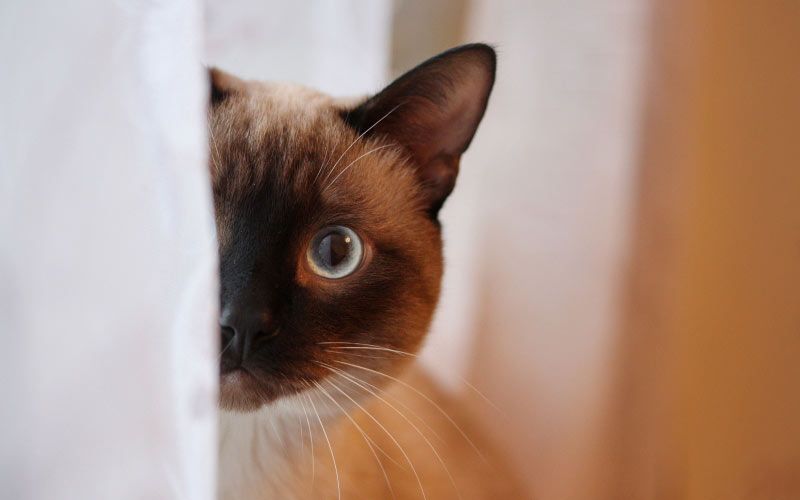 кошка, кот, питомец, портрет, сиамский, животные