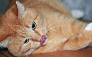 cat, red, mustache, tongue, animal, pet