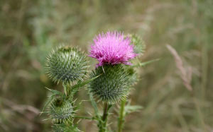 spikes, summer, flowers, plants, heather