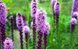 July, summer, Liatris, flowers, plants, nature