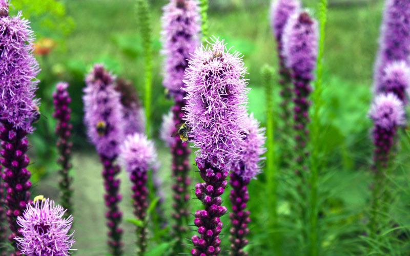 July, summer, Liatris, flowers, plants, nature