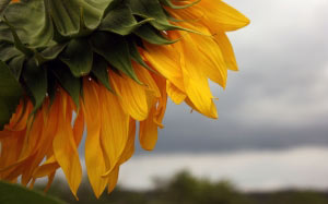 summer, overcast, sunflower, nature, clouds