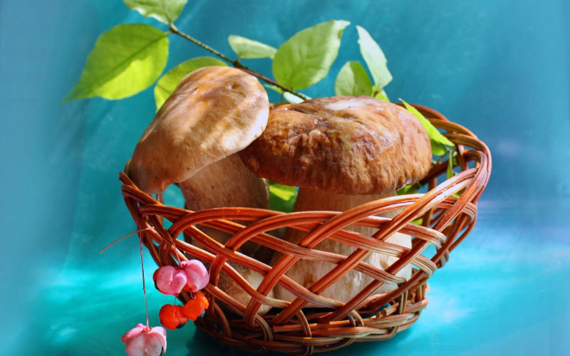 white mushrooms, mushrooms, composition, summer, still life