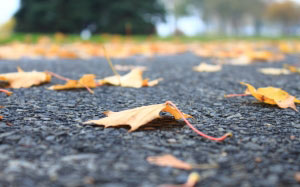 Autumn, fall, seasons, foliage, leaf, leaves, color