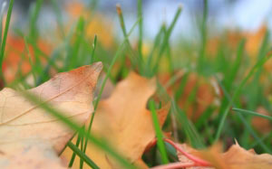 Autumn, fall, seasons, foliage, leaf, leaves, grass, color