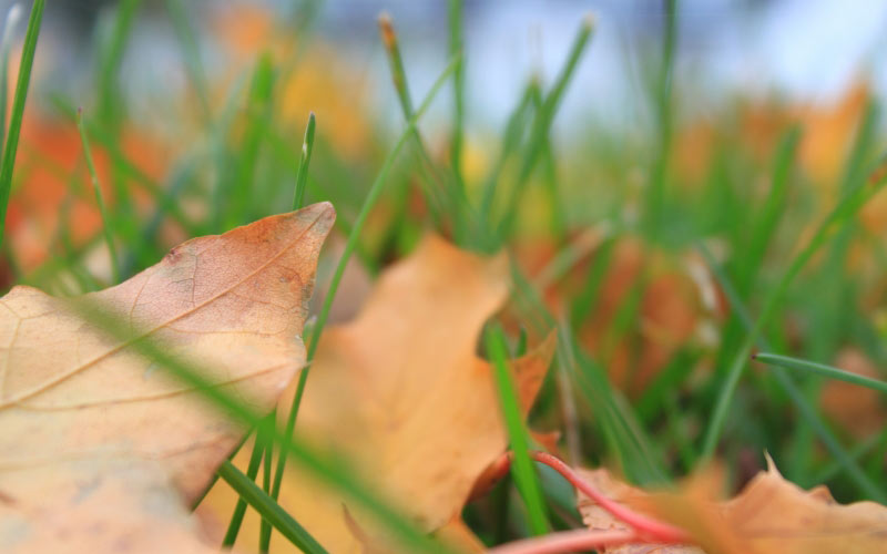 Autumn, fall, seasons, foliage, leaf, leaves, grass, color