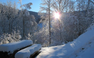 wintry, black forest, snow, cold, landscape, winter