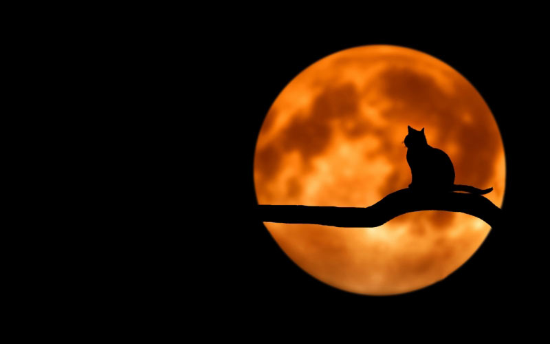 cat, night, moon, branch, tree, animals, nature