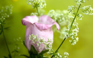 bells, summer, flowers, nature