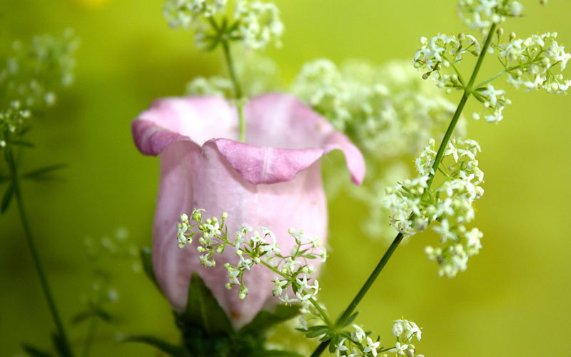 bells, summer, flowers, nature