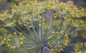 dill, nature, summer