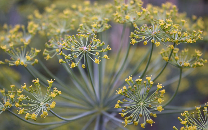 dill, nature, summer
