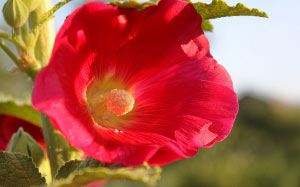 scarlet, red, summer, macro, mallow, flowers, nature