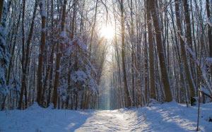 forest, snow, winter, trees, away, sun, tree, cold, aesthetic, frost, snowy, snowed in, white, winter magic, winter dream, wintry, fairytale, icy, blue, snow covered, trail, forest path, migratory path, germany, winter forest, nature