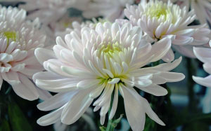 white, summer, flowers, chrysanthemum