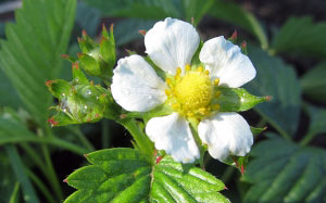 buds, strawberries, summer, macro, garden, flowers, berries