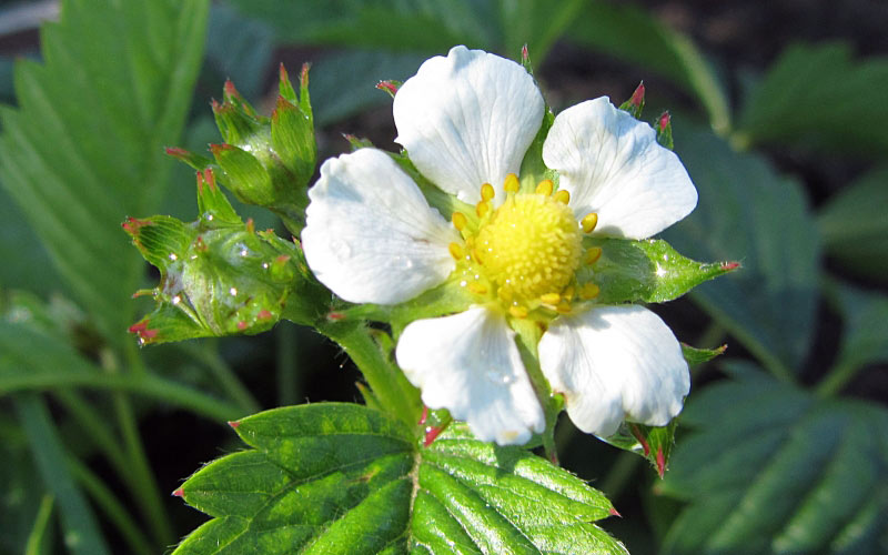buds, strawberries, summer, macro, garden, flowers, berries