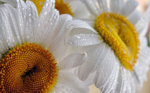 white, drops, summer, macro, daisies, flowers