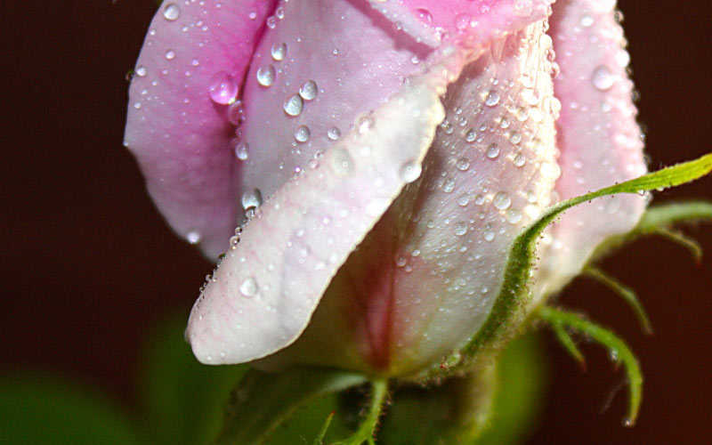 June, drops, summer, tenderness, flowers, rose