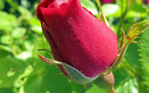 summer, flowers, rose, bud, nature