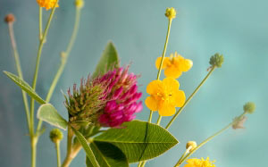 flower, sketch, June, clover, summer