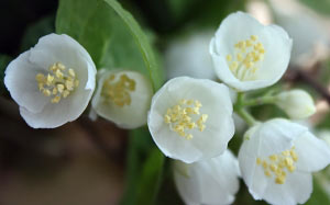 jasmine, summer, flowers, nature