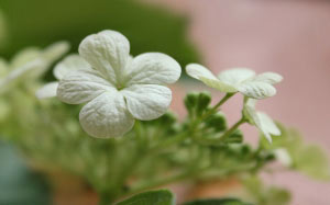 Spring, viburnum, May, flowers, nature