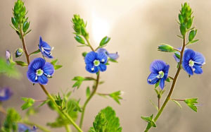 Veronica, spring, blue, flowers, nature