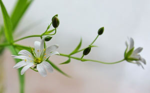 spring, beauty, forest, May, macro, mood, positive, Chlorophytum, flowers