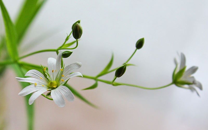 spring, beauty, forest, May, macro, mood, positive, Chlorophytum, flowers