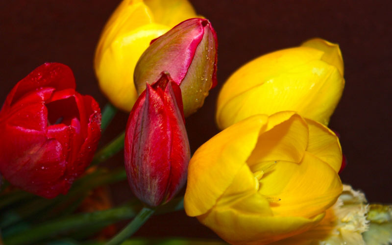 Spring, beauty, May, mood, positive, tulips, flora, flowers
