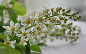 spring, flowers, cherries, nature