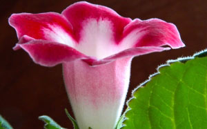 April, gloxinia, flowers, nature