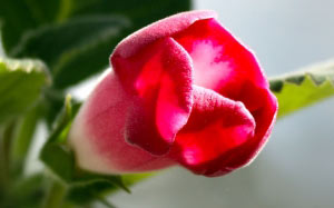 April, spring, gloxinia, potted plants
