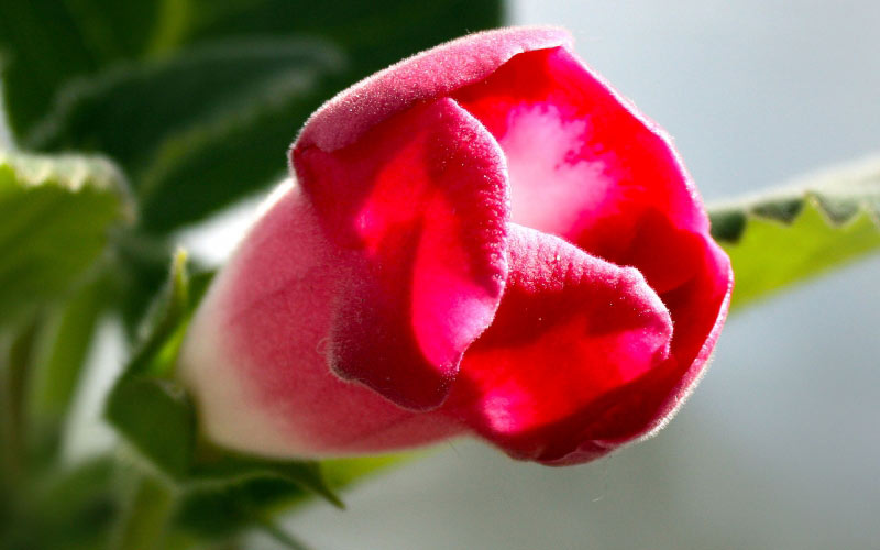 April, spring, gloxinia, potted plants