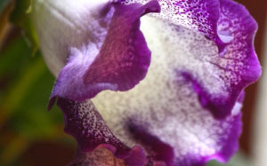 gloxinia, potted plants