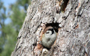 April, spring, sparrow, hollow, animals, birds, tree